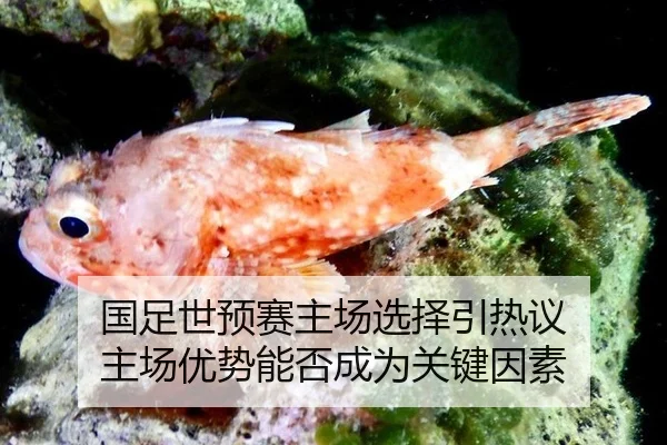 国足世预赛主场选择引热议 主场优势能否成为关键因素